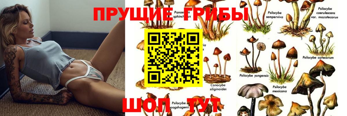 Псилоцибиновые грибы Psilocybe Курганинск
